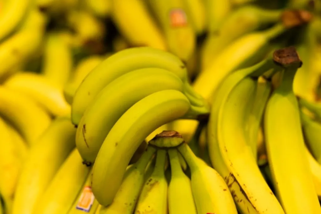 Les nouvelles techniques génomiques ouvrent une perspective inédite pour sauver la banane antillaise