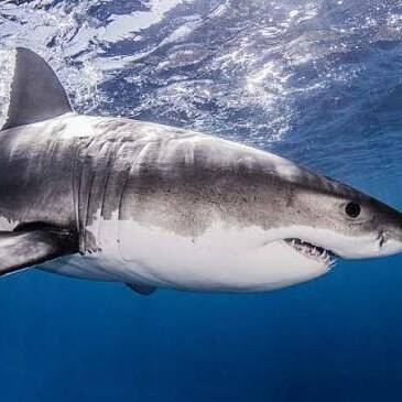 Manapany : une enquête ouverte après le relâcher d'un requin juvénile