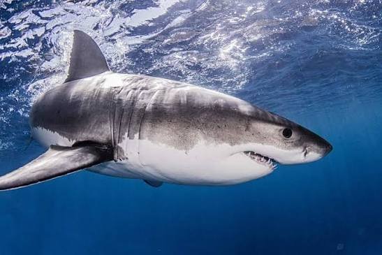 Manapany : une enquête ouverte après le relâcher d'un requin juvénile