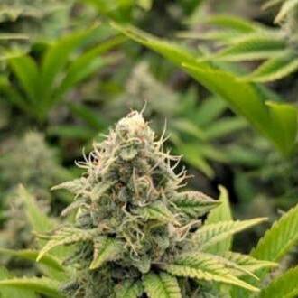 Trafic de cannabis La Réunion-Maurice : 7 ans requis contre un ex-directeur de cabinet