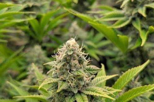 Trafic de cannabis La Réunion-Maurice : 7 ans requis contre un ex-directeur de cabinet