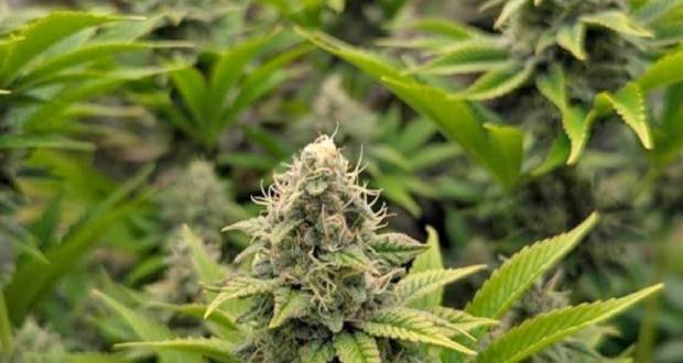Trafic de cannabis La Réunion-Maurice : 7 ans requis contre un ex-directeur de cabinet