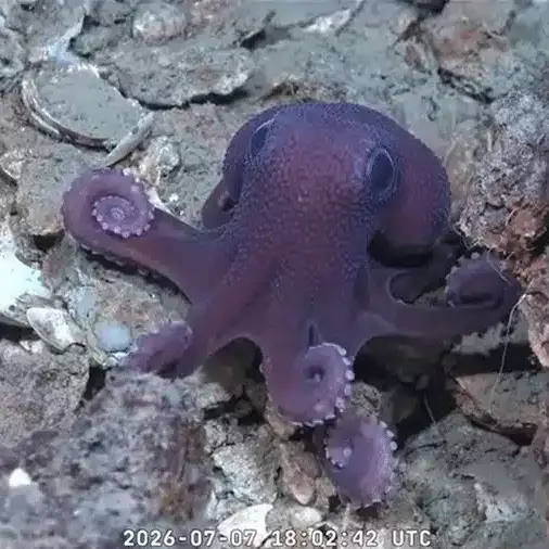 Caraïbes : un mystérieux poulpe découvert au large de Trinidad-et-Tobago pourrait appartenir à une nouvelle espèce