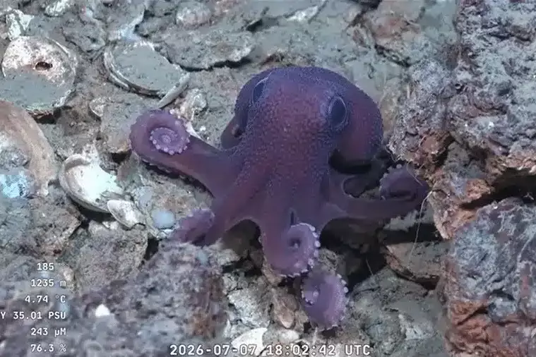 Caraïbes : un mystérieux poulpe découvert au large de Trinidad-et-Tobago pourrait appartenir à une nouvelle espèce