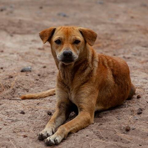 Chiens errants : l'abattage retiré du projet de loi, les associations saluent un recul