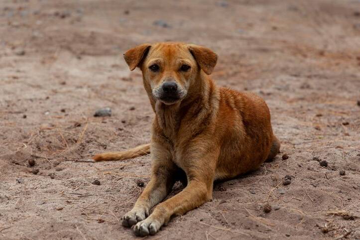 Chiens errants : l'abattage retiré du projet de loi, les associations saluent un recul