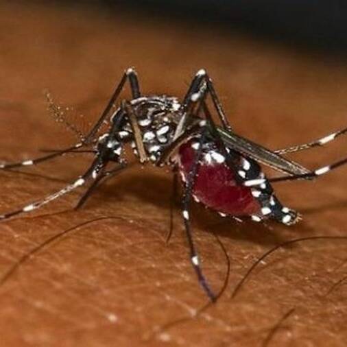 Guyane : l'épidémie de chikungunya progresse dans les Savanes