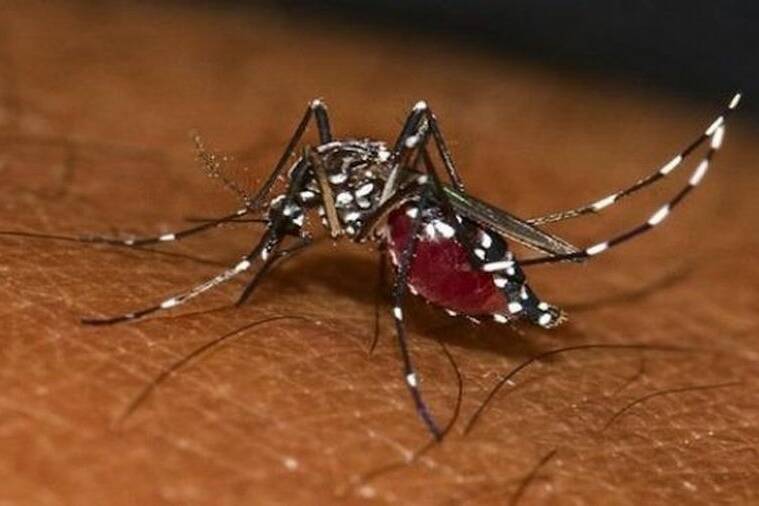 Guyane : l'épidémie de chikungunya progresse dans les Savanes
