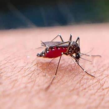 Mayotte : une étude de l'ARS révèle les faiblesses persistantes face au chikungunya