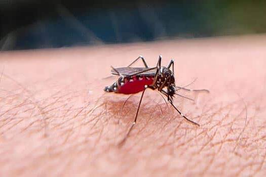 Mayotte : une étude de l'ARS révèle les faiblesses persistantes face au chikungunya