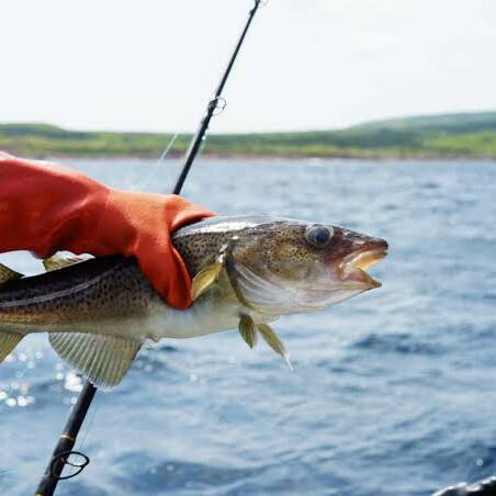 Terre-Neuve : la pêche récréative à la morue désormais autorisée tous les jours