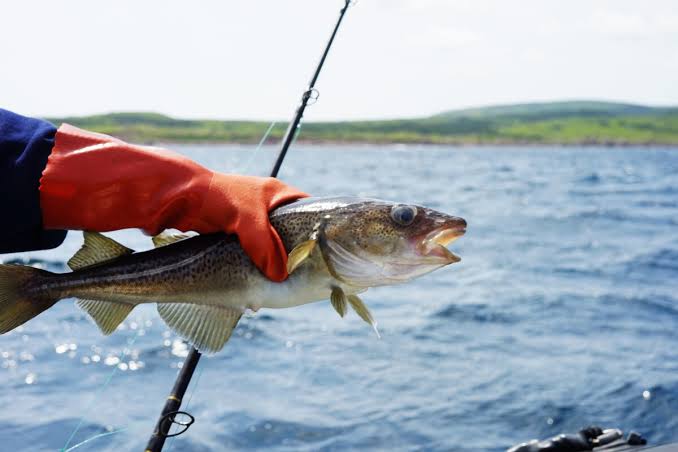 Terre-Neuve : la pêche récréative à la morue désormais autorisée tous les jours
