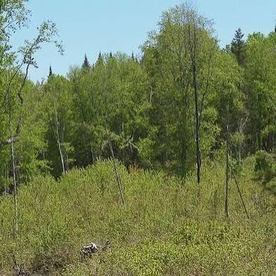 Canada : 1,25 million d’arbres pour réparer une forêt ravagée par les orignaux
