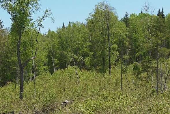 Canada : 1,25 million d’arbres pour réparer une forêt ravagée par les orignaux