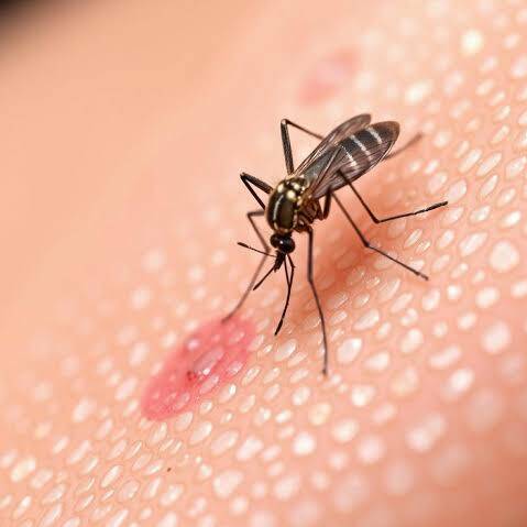Chikungunya en Guyane : plus de 1 500 cas confirmés, la campagne de vaccination se poursuit