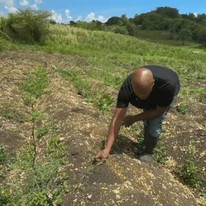 Guadeloupe : des agriculteurs se mobilisent pour réclamer le déblocage des aides européennes