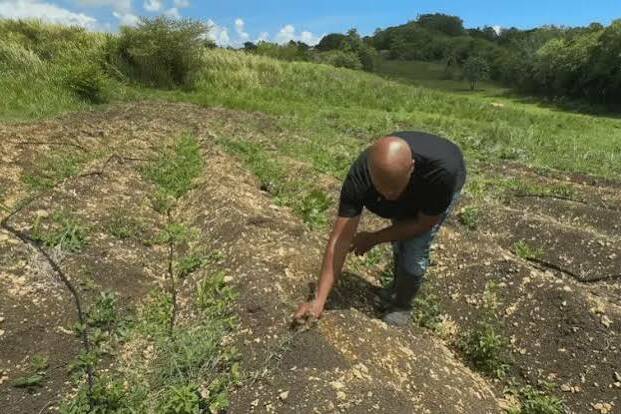 Guadeloupe : des agriculteurs se mobilisent pour réclamer le déblocage des aides européennes