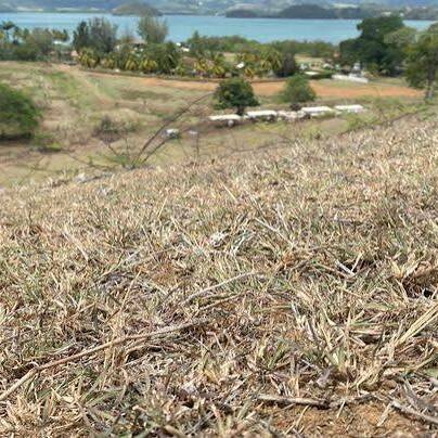 Martinique : la production maraîchère fragilisée par le climat et la baisse de la clientèle