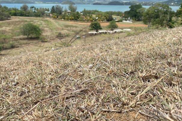 Martinique : la production maraîchère fragilisée par le climat et la baisse de la clientèle