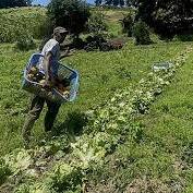 Réchauffement climatique : un nouvel outil aide les agriculteurs de La Réunion et de Guyane à anticiper les changements