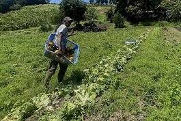 Réchauffement climatique : un nouvel outil aide les agriculteurs de La Réunion et de Guyane à anticiper les changements