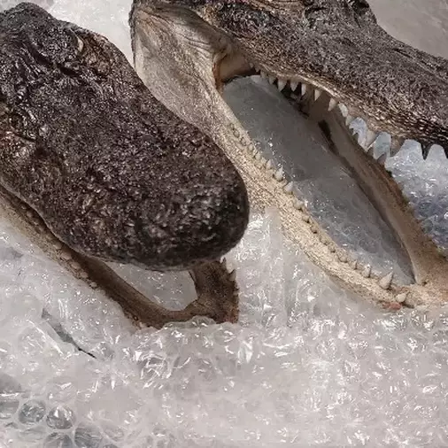 Tahiti : deux têtes d’alligators protégés saisies dans une valise