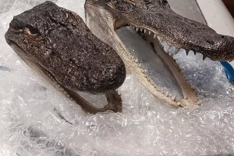 Tahiti : deux têtes d’alligators protégés saisies dans une valise