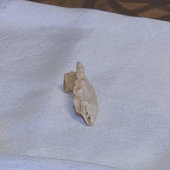 Wallis-et-Futuna : la mâchoire découverte sur l’îlot de Nukuatea est bien humaine