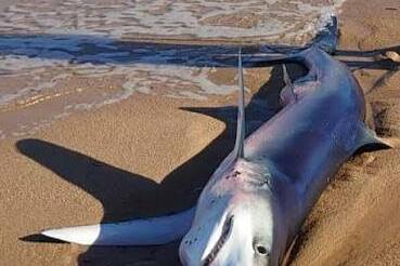 La Réunion : la plage de l'Etang-Salé fermée après l'observation d'un requin