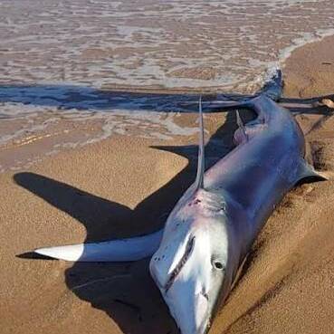 La Réunion : la plage de l'Etang-Salé fermée après l'observation d'un requin