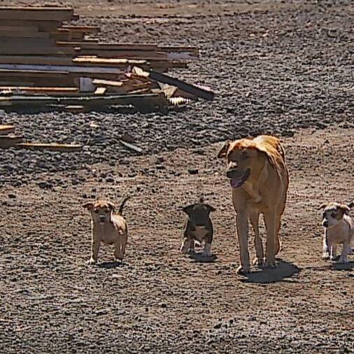 Polynésie française : les Tahiti ‘Ūrī Days veulent enrayer durablement l’errance canine
