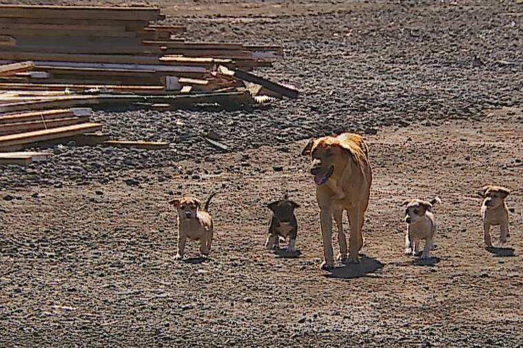 Polynésie française : les Tahiti ‘Ūrī Days veulent enrayer durablement l’errance canine
