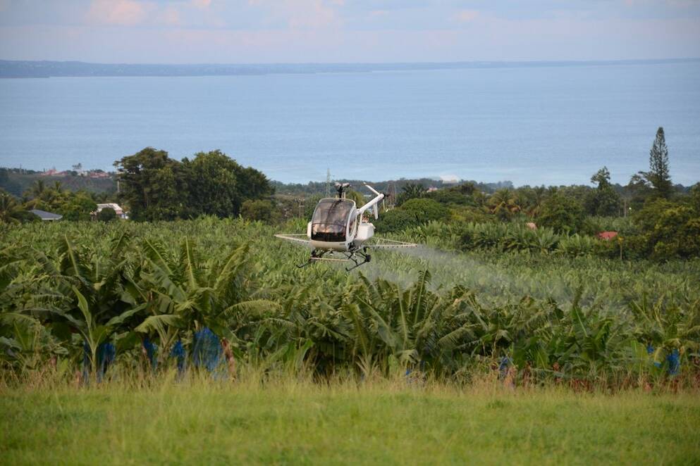 Antilles : le retour de l’épandage par drone oppose écologistes et producteurs de bananes