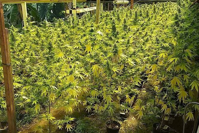 Nouvelle-Calédonie : près de 1 000 pieds de cannabis découverts à Touho