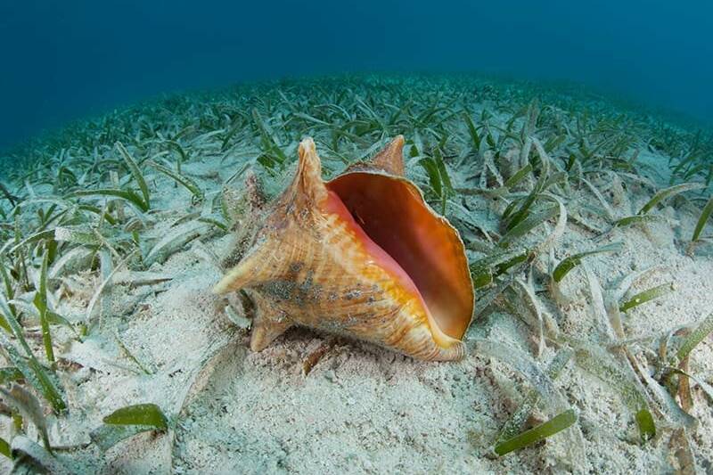 Guadeloupe : la pêche au lambi reprend sous tension