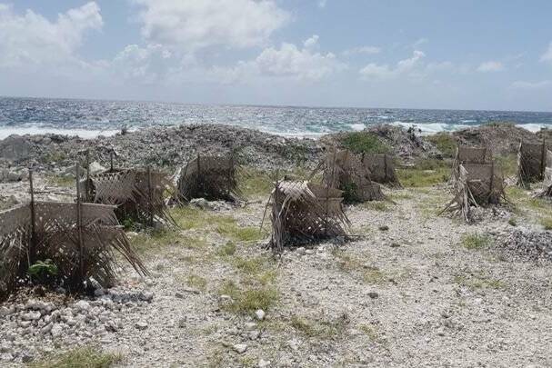 Polynésie française : replanter le littoral pour mieux le protéger