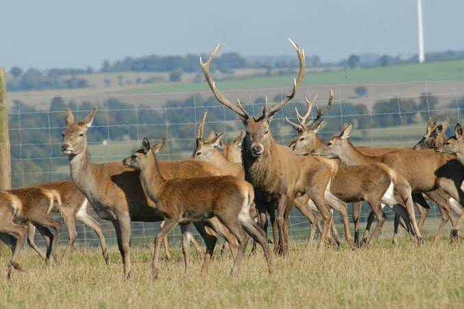 Saint-Leu : un éleveur de cerfs frappé par une nouvelle attaque de chien, une biche retrouvée morte