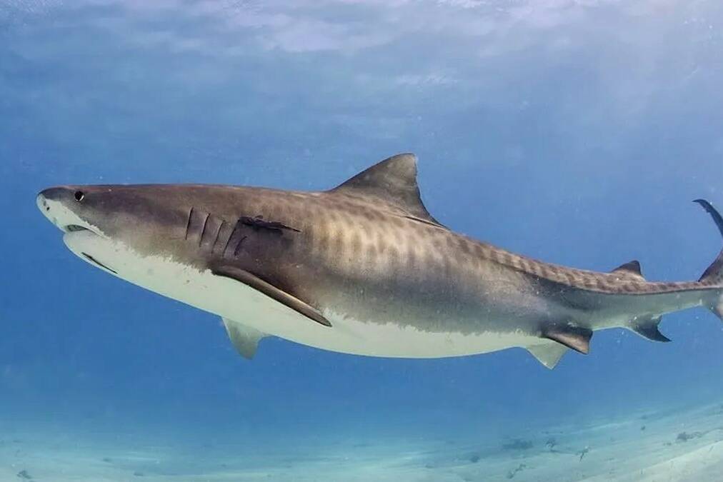 Saint-Martin : la justice condamne la Collectivité et l’État à indemniser la famille d’une nageuse tuée par un requin