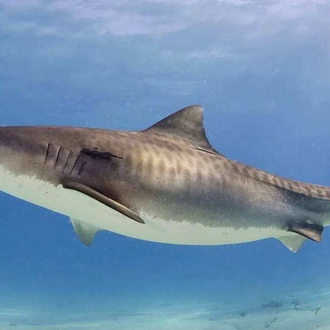 Saint-Martin : la justice condamne la Collectivité et l’État à indemniser la famille d’une nageuse tuée par un requin